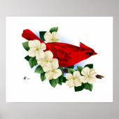 Noordelijke Rode Kardinaal Poster (Voorkant)