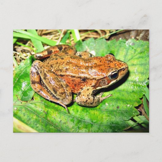 Noordelijke rode kikker briefkaart (Voorkant)