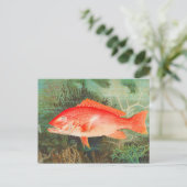 Noordelijke Rode Snapper  Briefkaart (Staand voorkant)