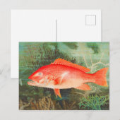 Noordelijke Rode Snapper  Briefkaart (Voorkant / Achterkant)
