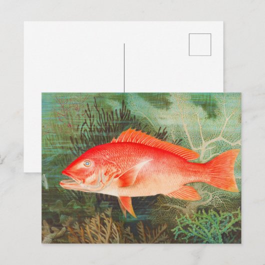 Noordelijke Rode Snapper  Briefkaart (Voorkant / Achterkant)