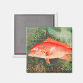 Noordelijke Rode Snapper  Magneet (Voorkant / Achterkant)