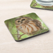 Noordelijke Saw-whet Owl Bier Onderzetter (Linkerzijde)