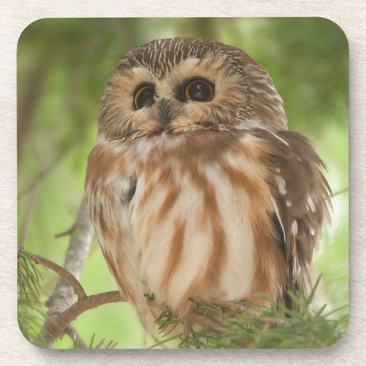 Noordelijke Saw-whet Owl Bier Onderzetter (Voorkant)