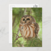 Noordelijke Saw-whet Owl Briefkaart (Voorkant / Achterkant)