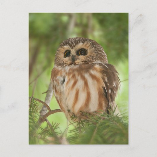Noordelijke Saw-whet Owl Briefkaart (Voorkant)