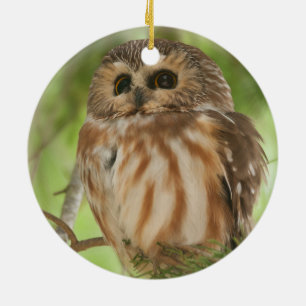 Noordelijke Saw-whet Owl Keramisch Ornament