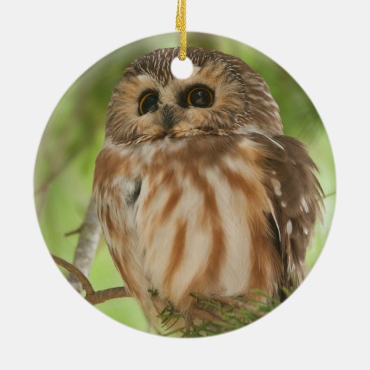 Noordelijke Saw-whet Owl Keramisch Ornament (Achterkant)