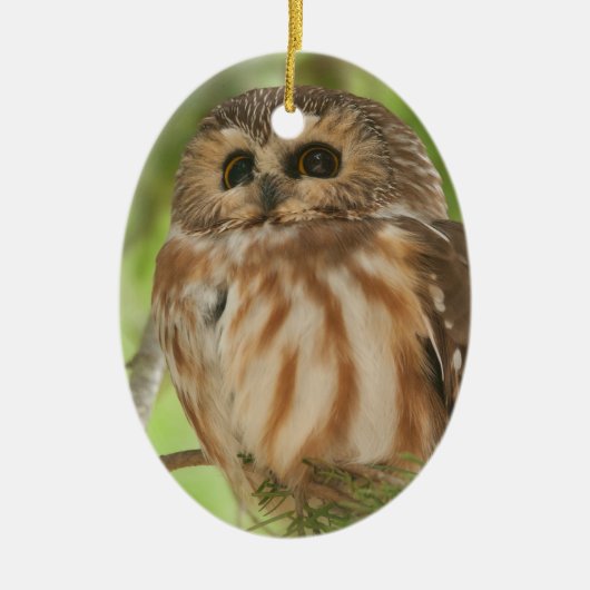 Noordelijke Saw-whet Owl Keramisch Ornament (Voorkant)