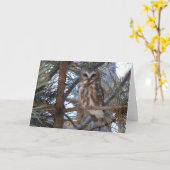 Noordelijke Saw-Whet Uil in Pine Tree Kaart (Gele Bloem)