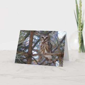 Noordelijke Saw-Whet Uil in Pine Tree Kaart