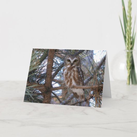 Noordelijke Saw-Whet Uil in Pine Tree Kaart (Voorkant)