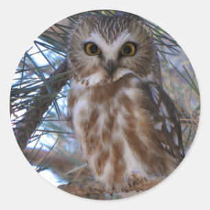 Noordelijke Saw-Whet Uil in Pine Tree Ronde Sticker