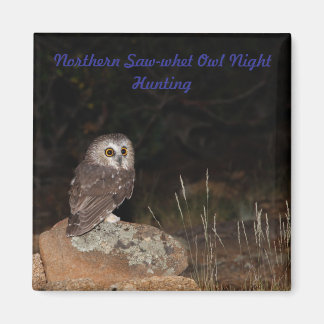 Noordelijke Saw-Whet Uil Night Hunting Magneet