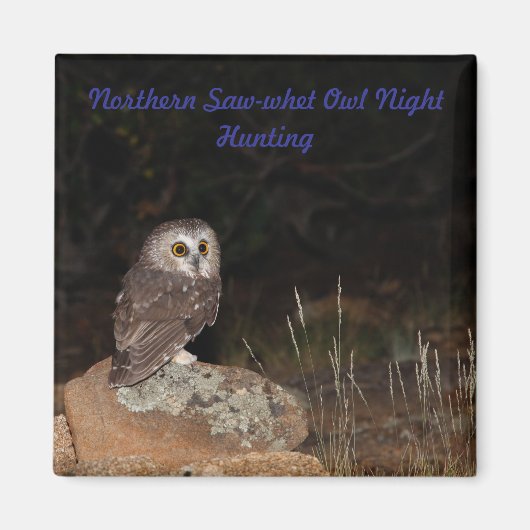 Noordelijke Saw-Whet Uil Night Hunting Magneet (Voorkant)