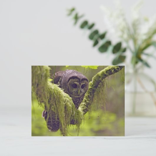 Noordelijke schelpdierentuin briefkaart (Staand voorkant)