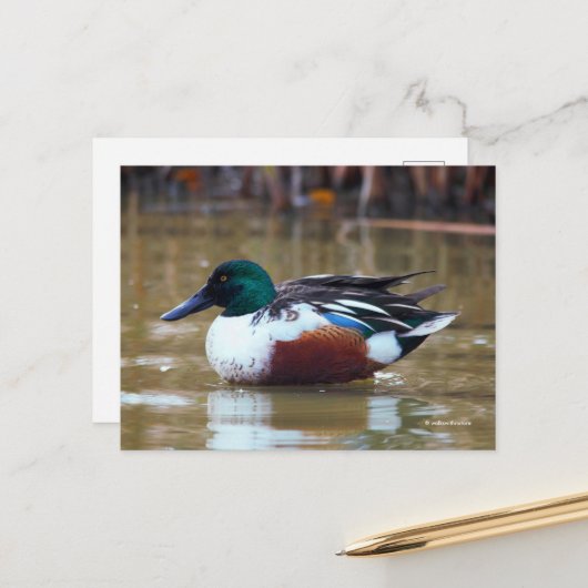 Noordelijke schoenmaker Duck bij de Pond Briefkaart (Voorkant / Achterkant in situ)