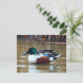 Noordelijke schoenmaker Duck bij de Pond Briefkaart (Staand voorkant)