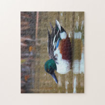 Noordelijke schoenmaker Duck bij de Pond