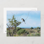 Noordelijke shrike briefkaart (Voorkant / Achterkant)