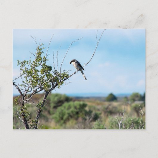 Noordelijke shrike briefkaart (Voorkant)