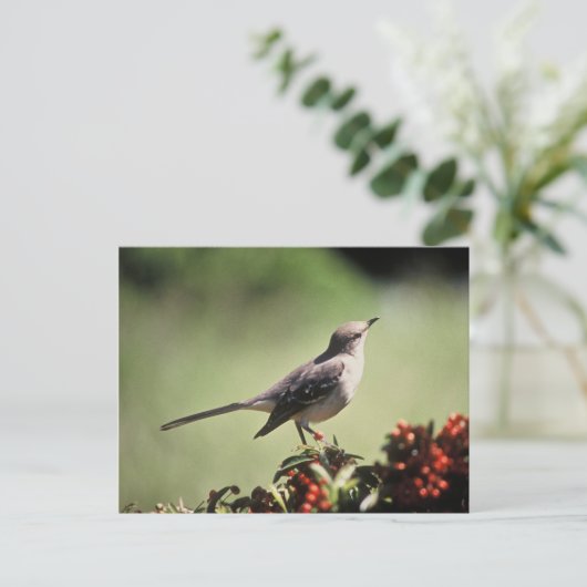 Noordelijke spotvogel briefkaart (Staand voorkant)