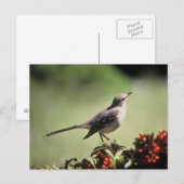 Noordelijke spotvogel briefkaart (Voorkant / Achterkant)