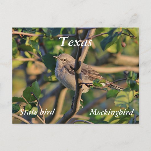 Noordelijke spotvogel briefkaart (Voorkant)