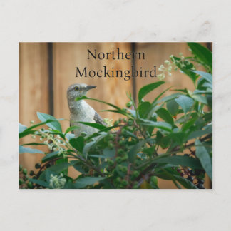 Noordelijke spotvogel in Pokeweed Plant Briefkaart