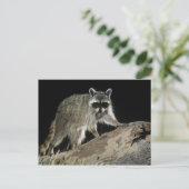 Noordelijke wasbeer, Procyon lotor Briefkaart (Staand voorkant)