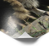 Noordelijke wasbeer, Procyon lotor Foto Afdruk (Hoek)