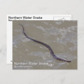 Noordelijke waterslang briefkaart (Voorkant / Achterkant)