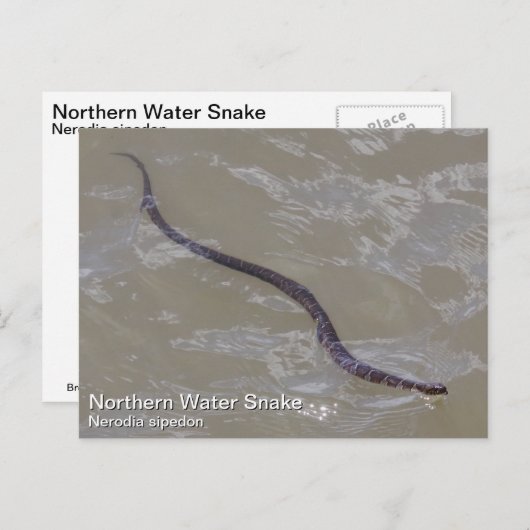 Noordelijke waterslang briefkaart (Voorkant / Achterkant)