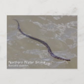 Noordelijke waterslang briefkaart (Voorkant)