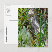 Noordelijke waterslang op basis van meerdere stamh briefkaart (Voorkant / Achterkant)