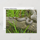 Noordelijke waterslang op basis van meerdere stamh briefkaart (Voorkant / Achterkant)