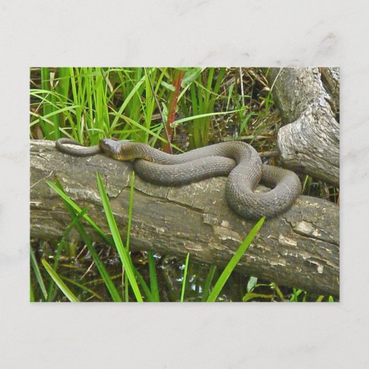 Noordelijke waterslang op basis van meerdere stamh briefkaart (Voorkant)