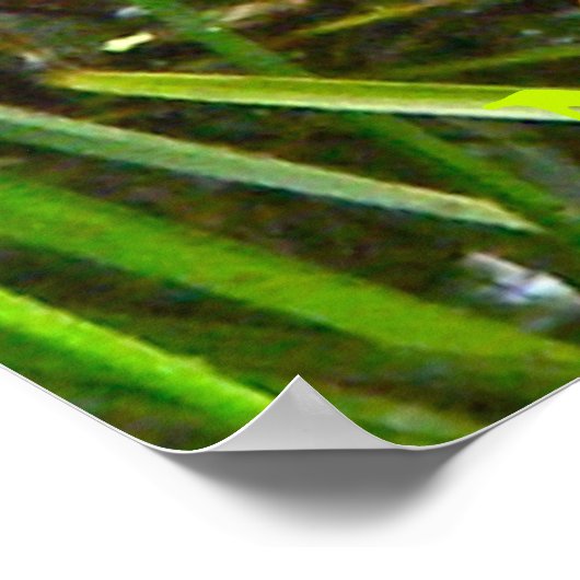 Noordelijke waterslang op basis van meerdere stamh poster (Hoek)