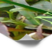 Noordelijke waterslang op basis van meerdere stamh poster (Hoek)