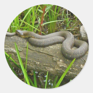 Noordelijke waterslang op basis van meerdere stamh ronde sticker