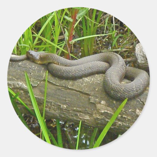 Noordelijke waterslang op basis van meerdere stamh ronde sticker (Voorkant)