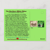 - Noordelijke witte neushoorn is ernstig bedreigd  Briefkaart (Achterkant)