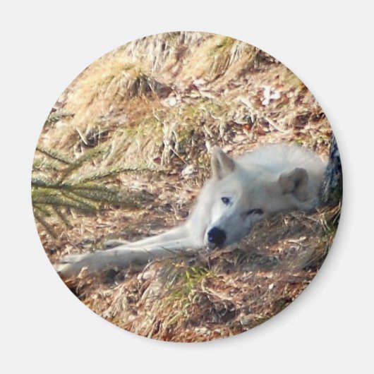 Noordelijke wolf #2 magneet (Voorkant)