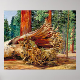 Noorden - Een gestorven Giant Calaveras Grove Cali Poster