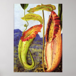 Noorden - Nepenthes Iana 1876 Poster
