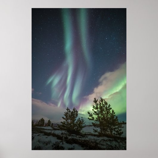 Noorderlicht Bomen Poster (Voorkant)