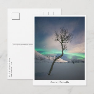 Noorderlicht Boom Briefkaart