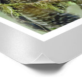 Noordooghoudend (Strix occidentalis) 11 x 14 Foto Afdruk (Hoek)