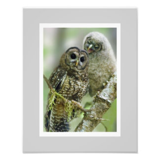 Noordooghoudend (Strix occidentalis) 11 x 14 Foto Afdruk