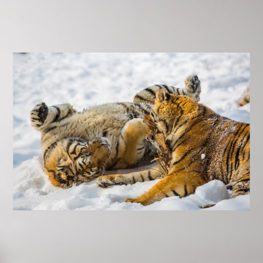 Noordoost-tijger Poster (Voorkant)